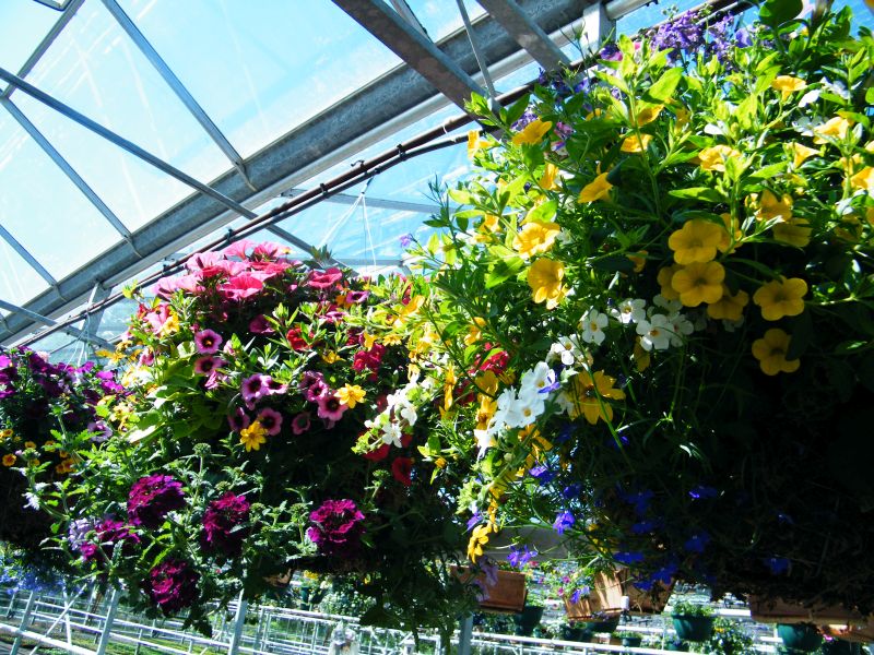 Green Flora Greenhouses Ltd. Hanging Baskets